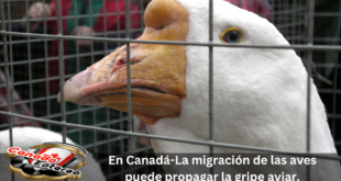En Canadá-La migración de las aves puede propagar la gripe aviar.