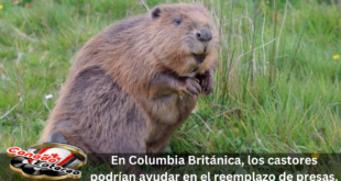 En-Columbia-Británica_-los-castores-podrían-ayudar-en-el-reemplazo-de-presas.