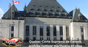 Quebec-Corte Suprema de Canadá prohíbe cultivar marihuana en casa
